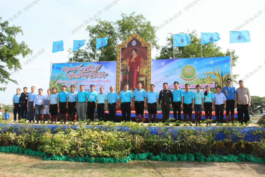 มหาวิทยาลัยเกษตรศาสตร์ วิทยาเขตกำแพงแสน จัดโครงการ “ปลูกข้าววันแม่...เก็บเกี่ยววันพ่อ” ประจำปี พ.ศ. 2559