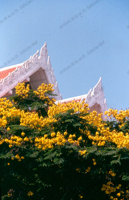 ต้นนนทรี